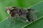 Cixius cunicularius
