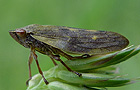 Aphrophora pectoralis
