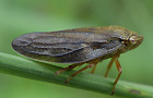 Aphrophora salicina