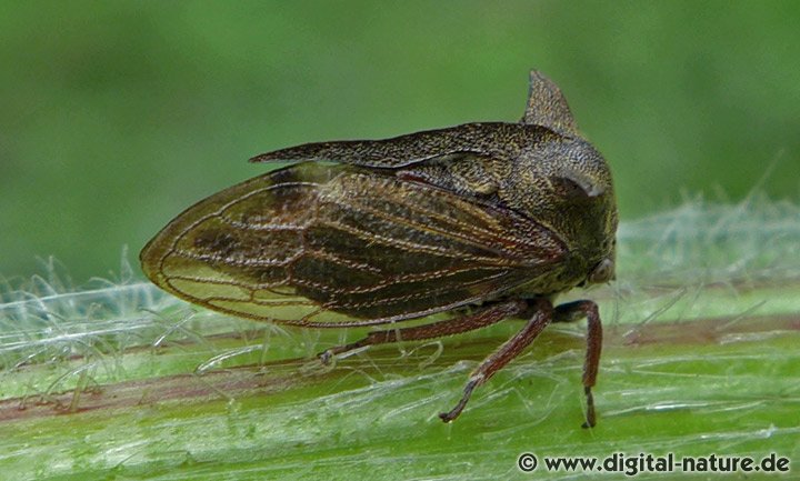 Centrotus cornutus Merkmale