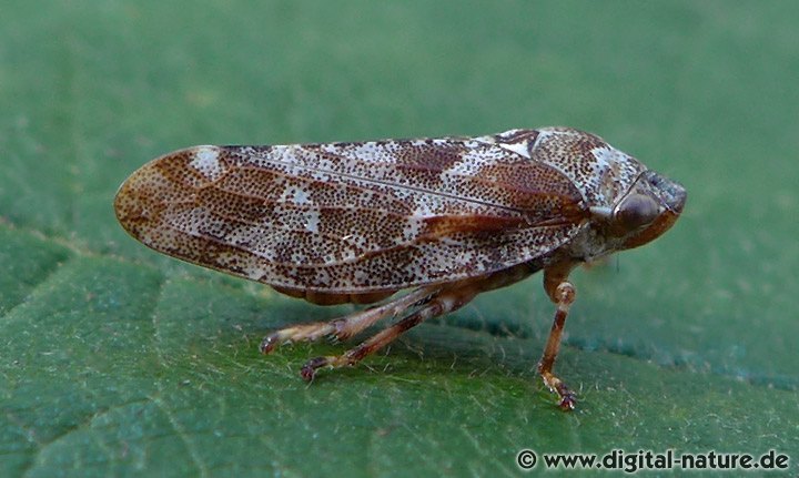 Kiefernschaumzikade Aphrophora corticea