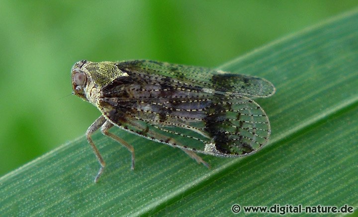 Busch-Glasflügelzikade Cixius cunicularius