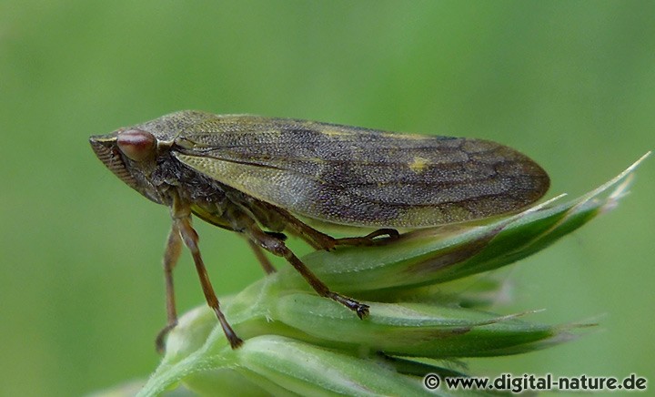 Bunte Weidenschaumzikade Aphrophora pectoralis