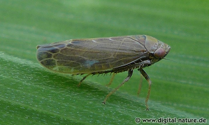 Braune Waldzirpe Speudotettix subfusculus