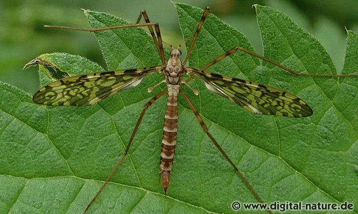 Augenschnake Epiphragma ocellaris