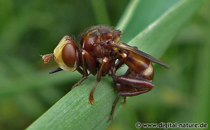 Gemeine Breitstirnblasenkopffliege Sicus ferrugineus