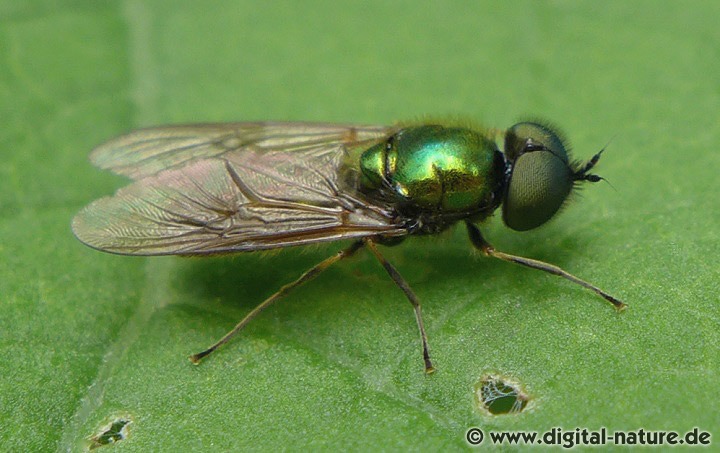 Chloromyia formosa hat gelbbraun gefärbte Flügel