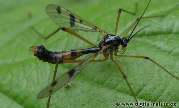 Ptychoptera contaminata Männchen