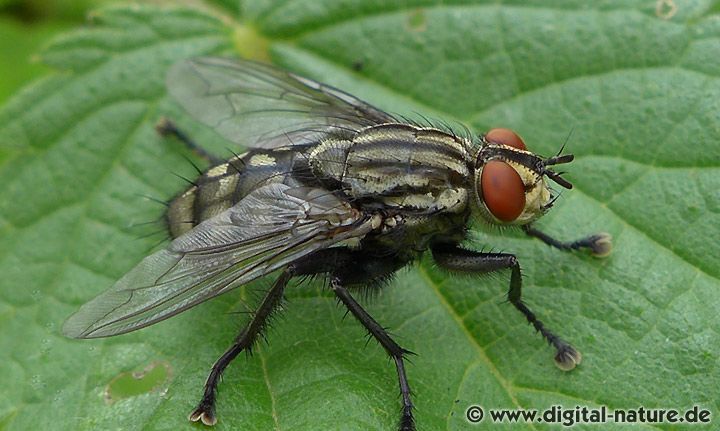 Graue Fleischfliege Sarcophaga cf. carnaria