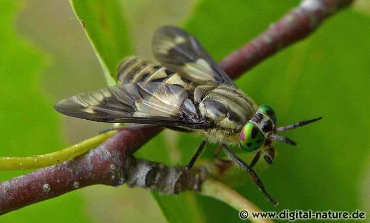 Chrysops relictus fliegt in Gewässernähe