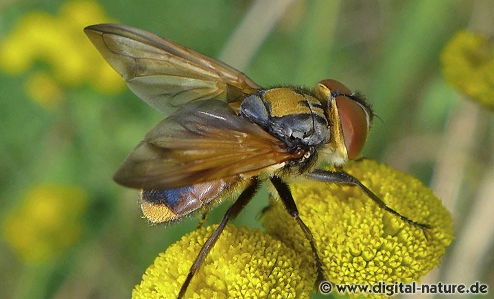 Goldschildfliege Männchen