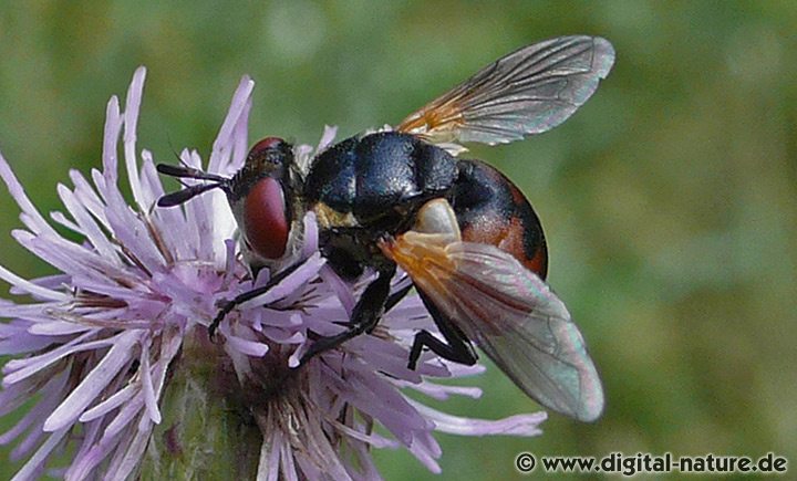 Gymnosoma Larven Lebensweise