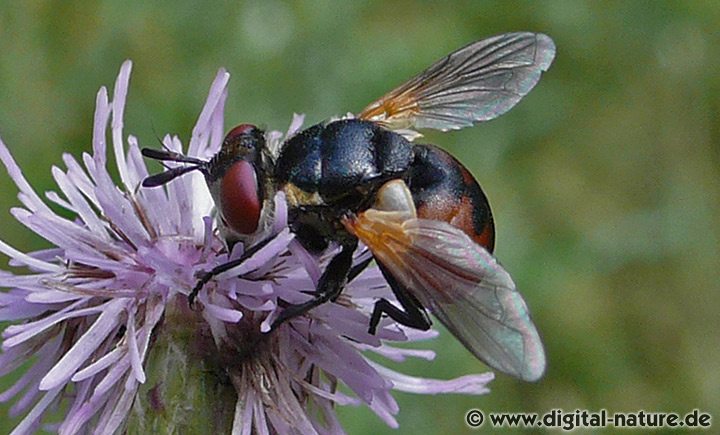 Gymnosoma Larven Lebensweise