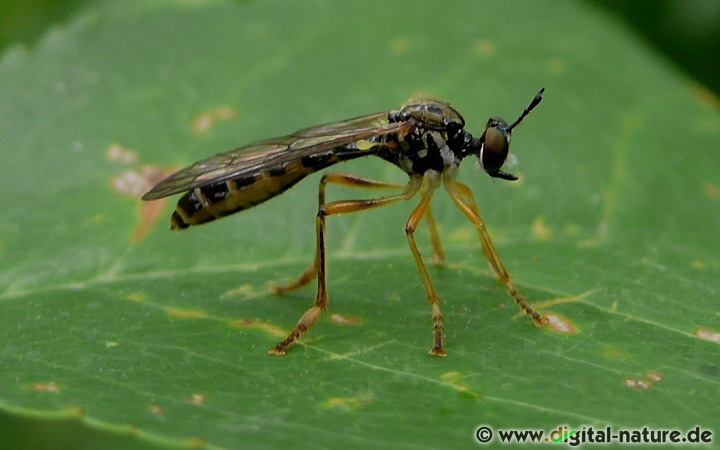 Als Ansitzjäger wartet Dioctria linearis auf vorbeifliegende Insekten
