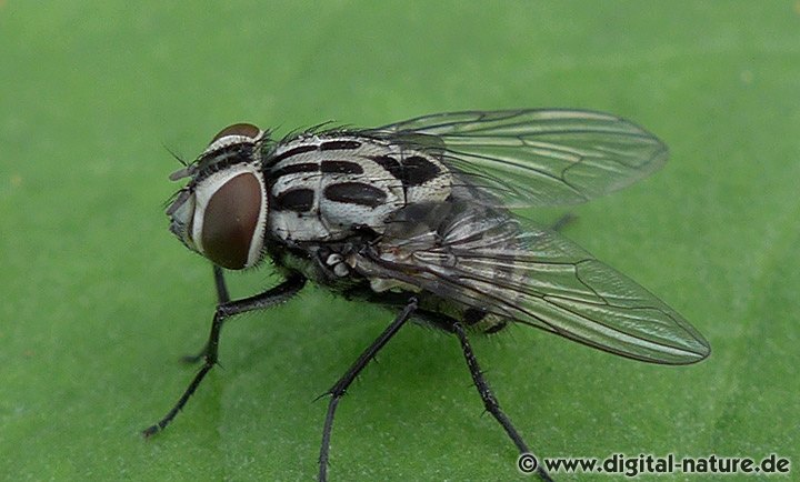 Gefleckte Hausfliege Weibchen