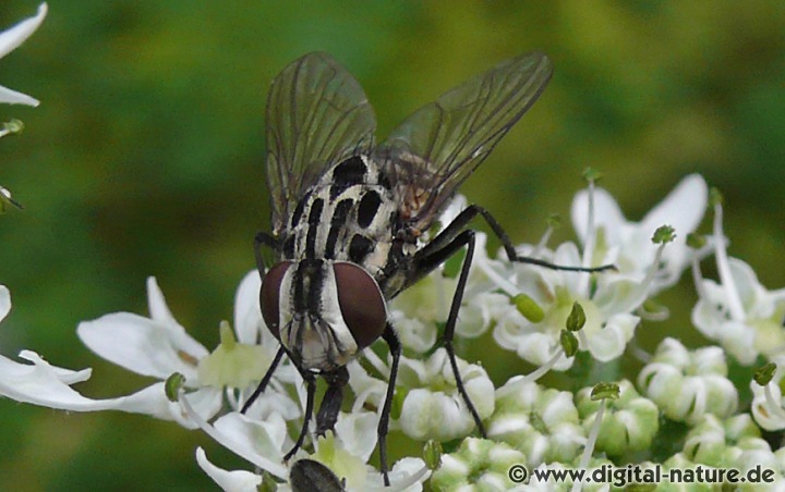 Die Gefleckte Hausfliege findet man an Wegrändern oder im Uferbereich