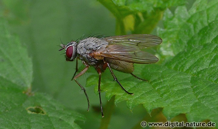 Fliege Helina impuncta