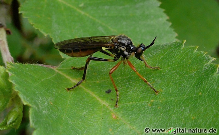 Ein wichtiges Merkmal von Dioctria rufipes ist der Stirnhöcker