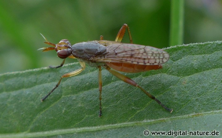 Hornfliege Dichetophora obliterata