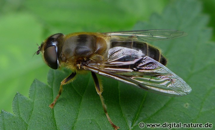 Gemeine Keilfleckschwebfliege Eristalis pertinax