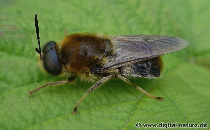Langhorn-Waffenfliege Stratiomys longicornis