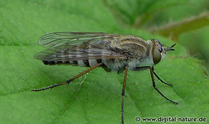 Stilettfliege Thereva plebeja