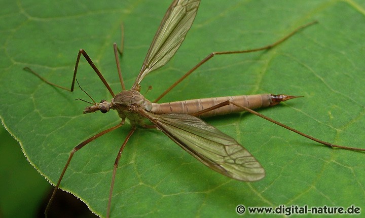 Wiesenschnake Tipula cf. paludosa