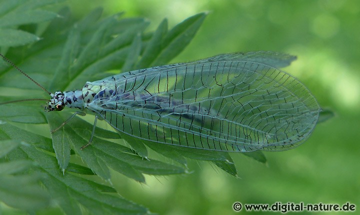 Grünes Perlenauge Chrysopa perla