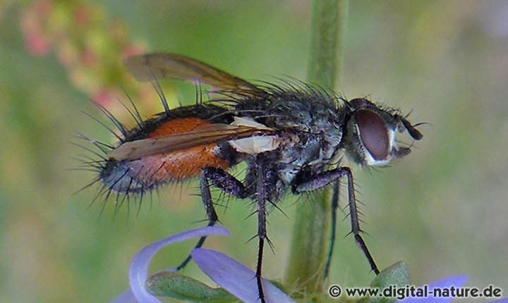Rotgefleckte Raupenfliege Eriothrix rufomaculata