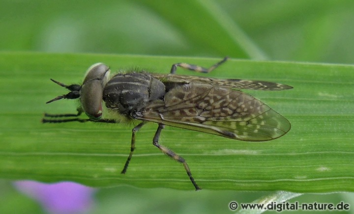 Haematopota pluvialis Männchen