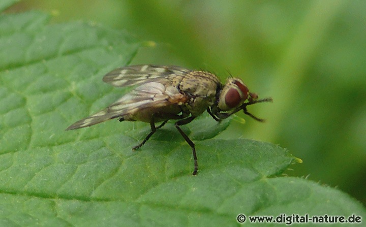 Schmuckfliege Otites guttata