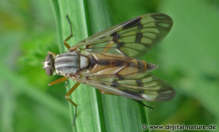 Gemeine Schnepfenfliege Weibchen