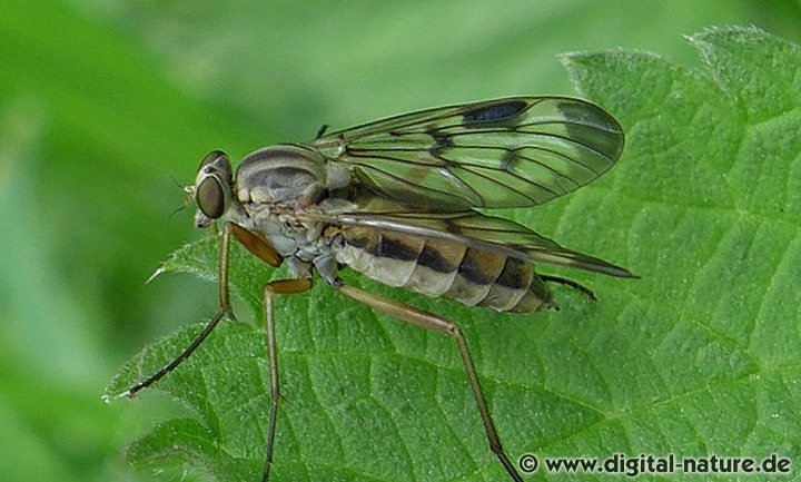 Rhagio scolopaceus Merkmale