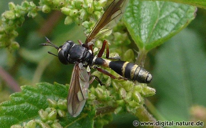 Dunkle Stieldickkopffliege Physocephala nigra