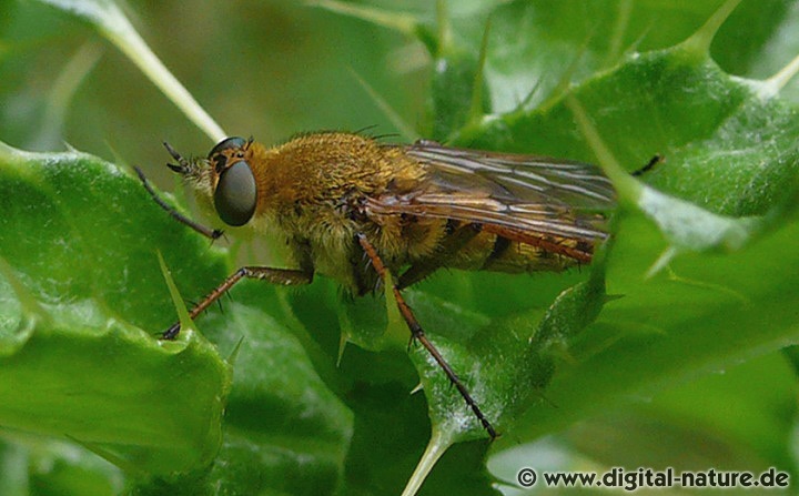 Die Gewöhnliche Stilettfliege bei der Sandgrube in Poggenhagen