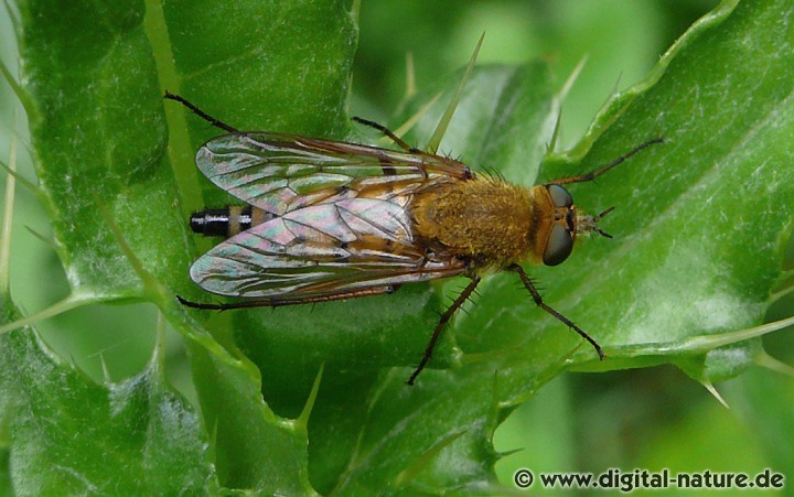 Die Weibchen der Gewöhnlichen Stilettfliege legen ihre Eier in den Erdboden