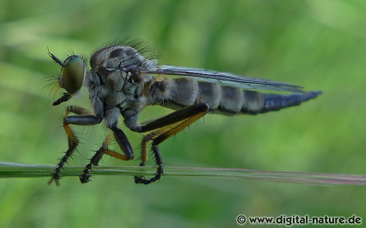 Neoitamus cyanurus fliegt von Mai bis August im Hecken-Biotop