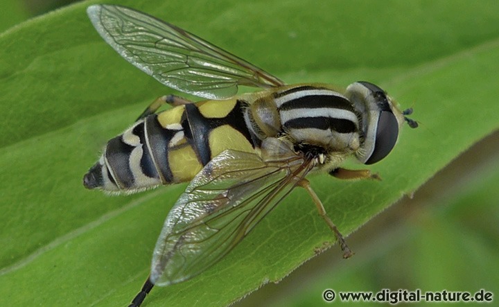 Große Sumpfschwebfliege Helophilus trivittatus