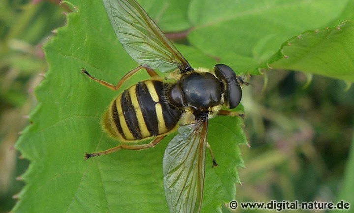 Die Große Torfschwebfliege fliegt in Feuchtgebieten