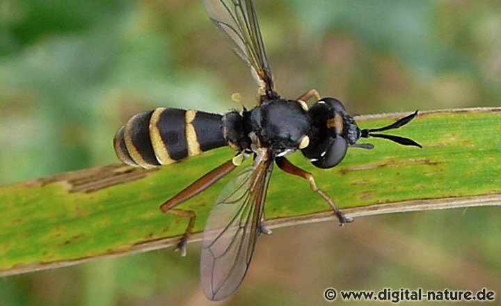 Conops quadrifasciatus Männchen