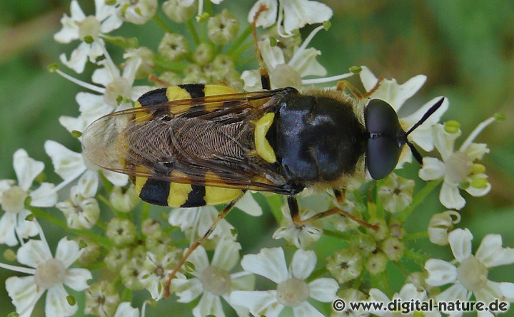 Die Imagines der Chamäleonfliege ernähren sich von Pollen und Nektar