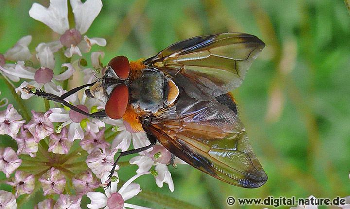 Phasia hemiptera Merkmale