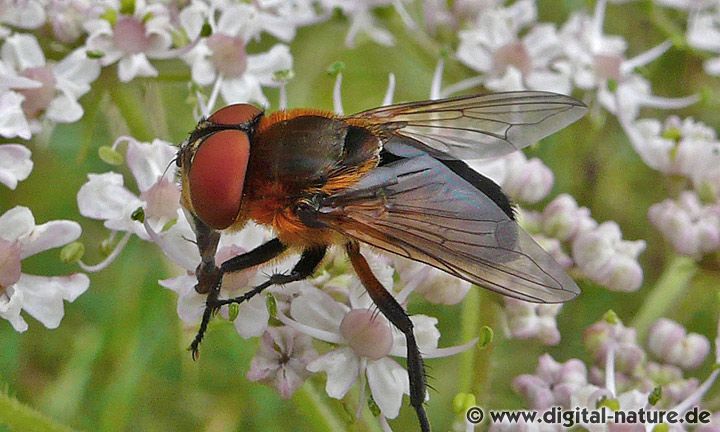 Weibchen der Wanzenfliege Phasia hemiptera