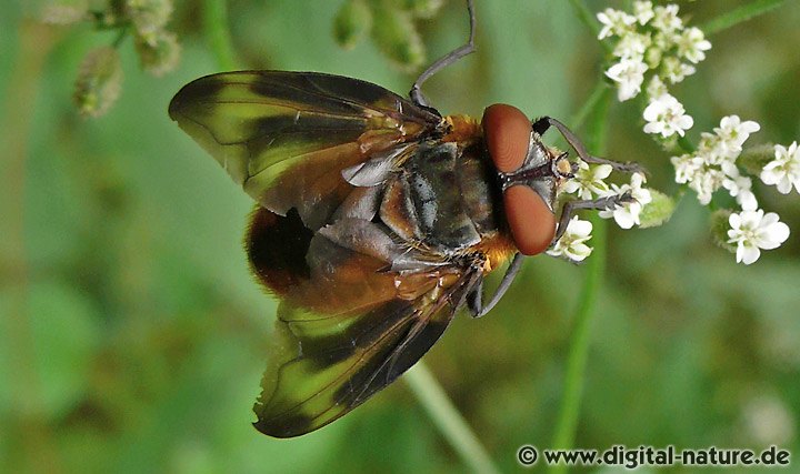 Phasia hemiptera Männchen