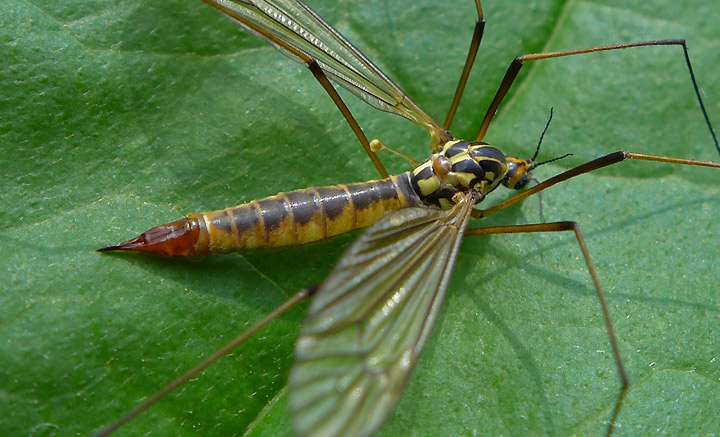 Nephrotoma appendiculata: Weibchen Merkmale