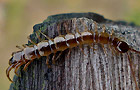 Lithobius calcaratus