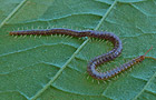 Strigamia crassipes