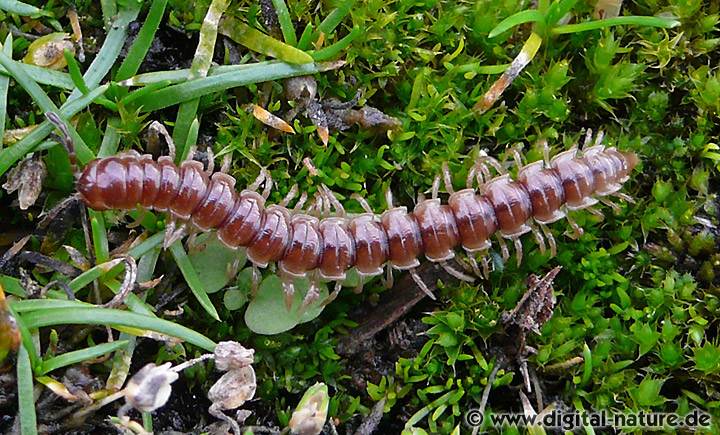 Gewächshaus-Tausendfüßer Oxidus gracilis
