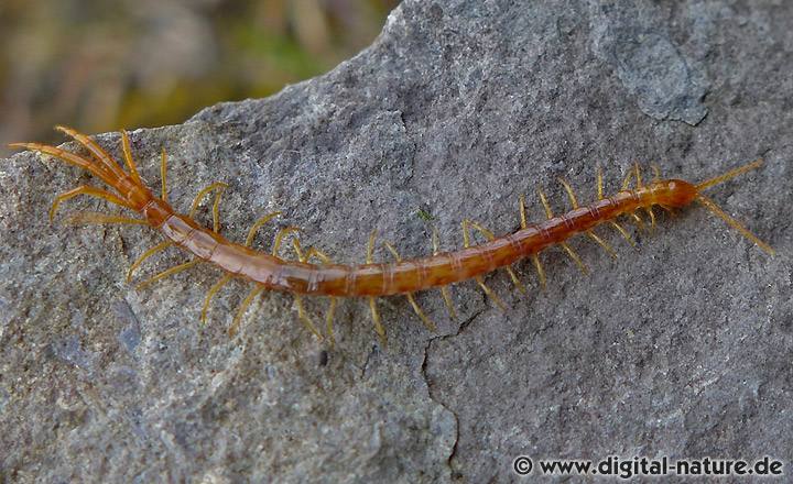 Gartenskolopender Cryptops hortensis