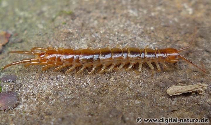 Steinläufer Lithobius melanops